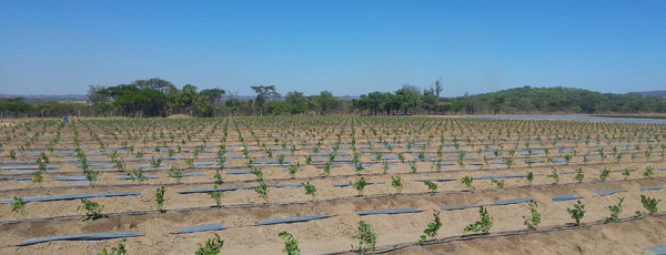 Zimbabwean Blueberry Growers Note Increased Market Competition