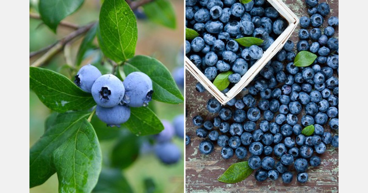 Avocados - Naturipe Farms Berries - Strawberries - Blueberries