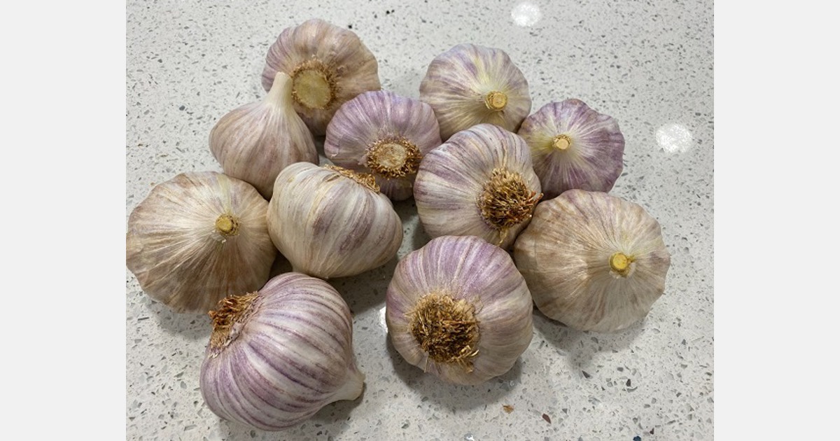 I see no reason why South African garlic can't, in time, compete