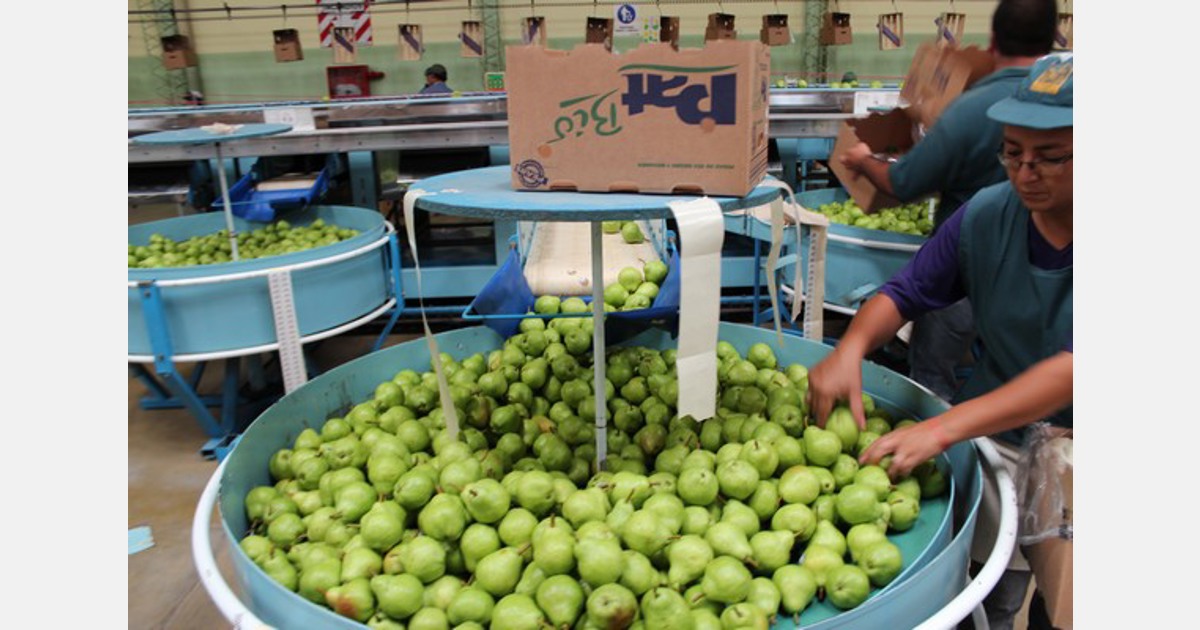 Pears — Bridges Organic Produce