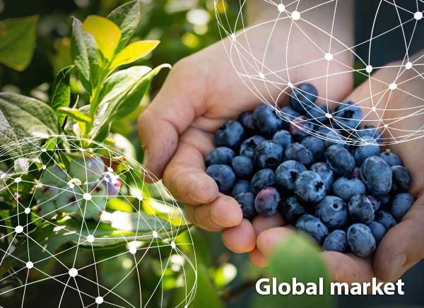 GLOBAL OVERVIEW BLUEBERRIES