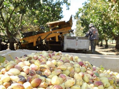 California Pistachio Growers Face More Water Challenges   Pistachiosedited 