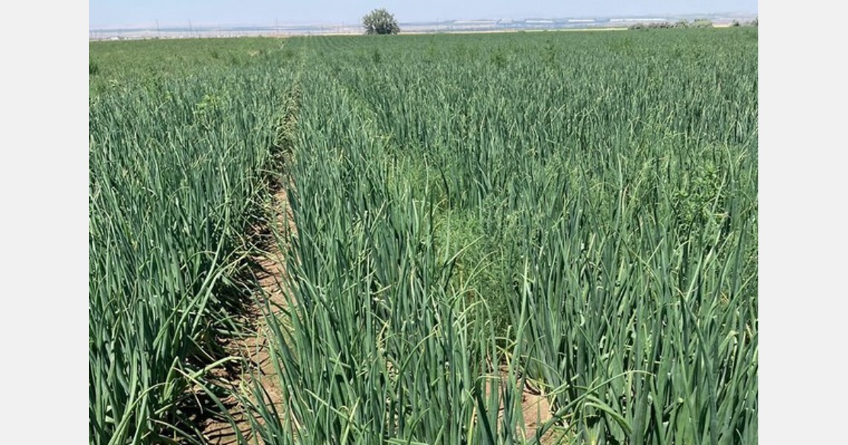 PlantTape showing good results for fresh market and storage onions – Onion  Business