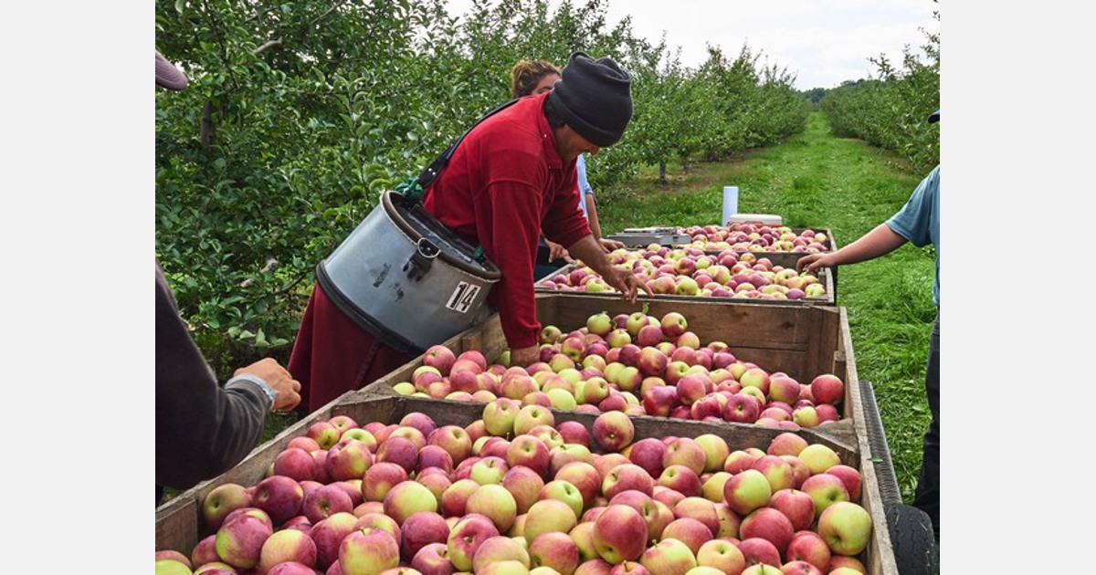 Fresh Organic Apples – PLOW