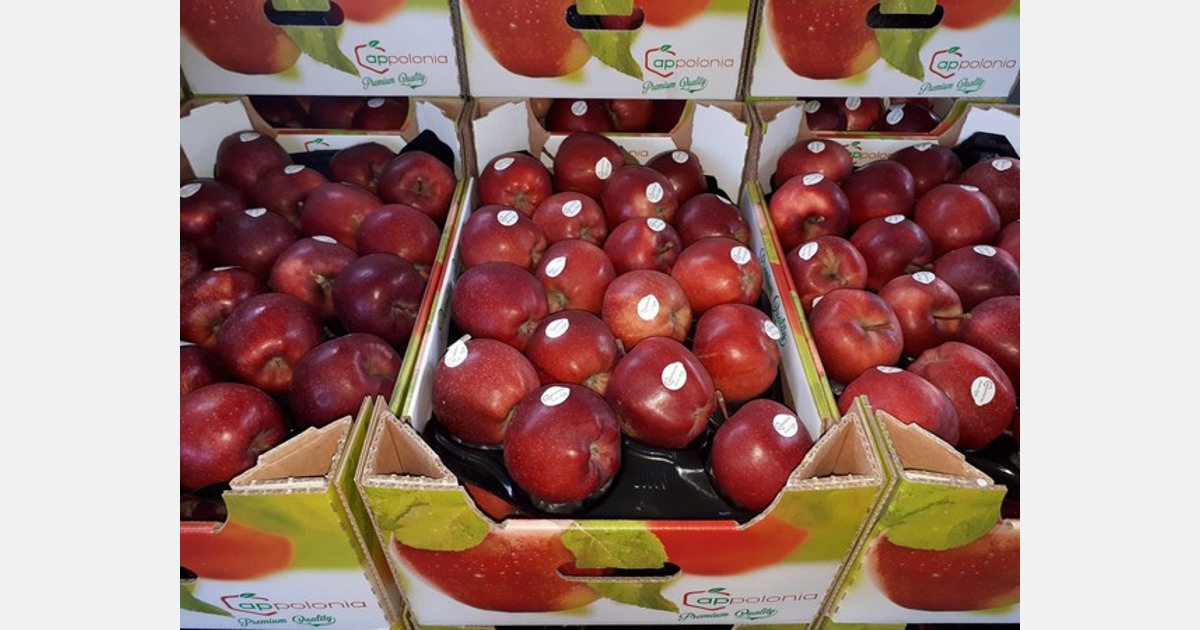 Premium Photo  Harvest of fresh organic red apples in the black boxes