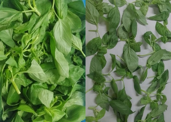 Basil grown especially for pesto