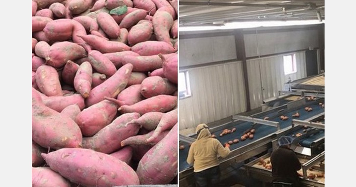 North Carolina sweet potatoes face challenges exporting to Europe