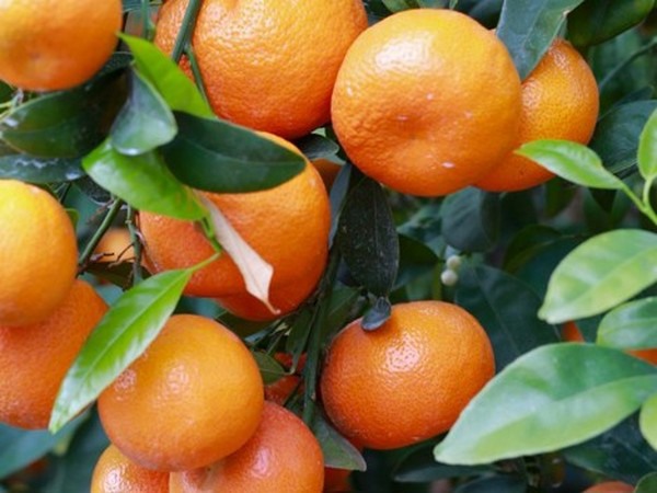 California Mandarin Volume Slightly Down For 2022 2023   CACitrusmandarinsedited 