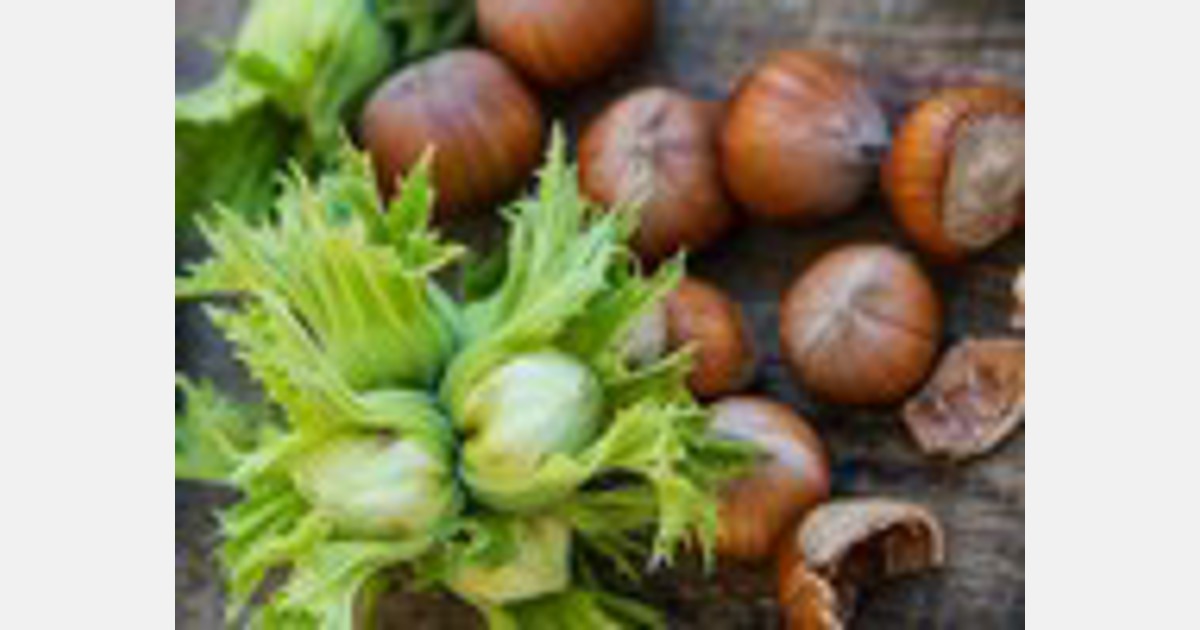 Exports of hazelnuts from Turkey in 2022 are to exceed last year’s exports by 65,000 tons