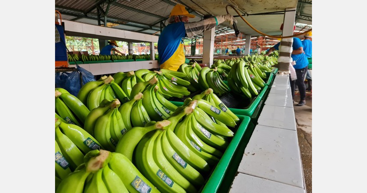 U.S.: Organic bananas gain appeal 