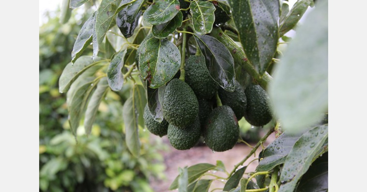 California avocado production forecast for 2023