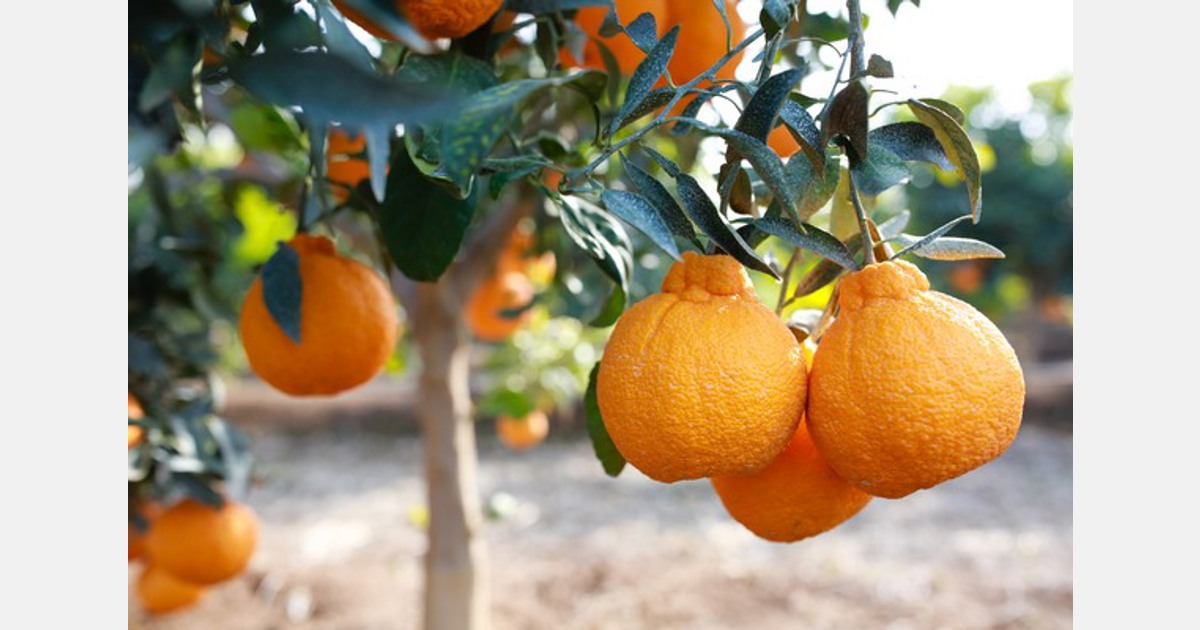 Sumo Citrus to Harvest Its Largest Crop - Citrus Industry Magazine