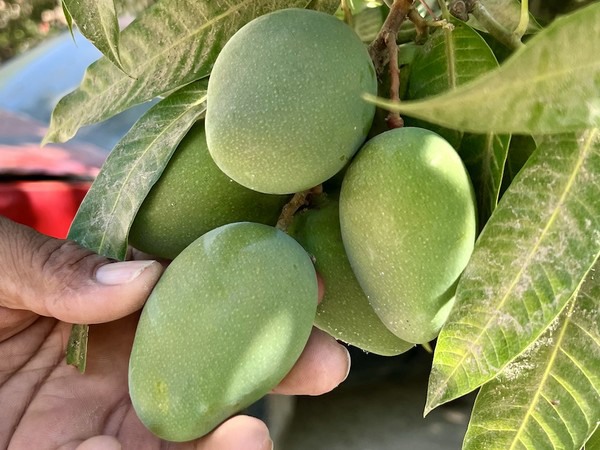 First import of Colombian sugar mango ready to debut in the U.S.