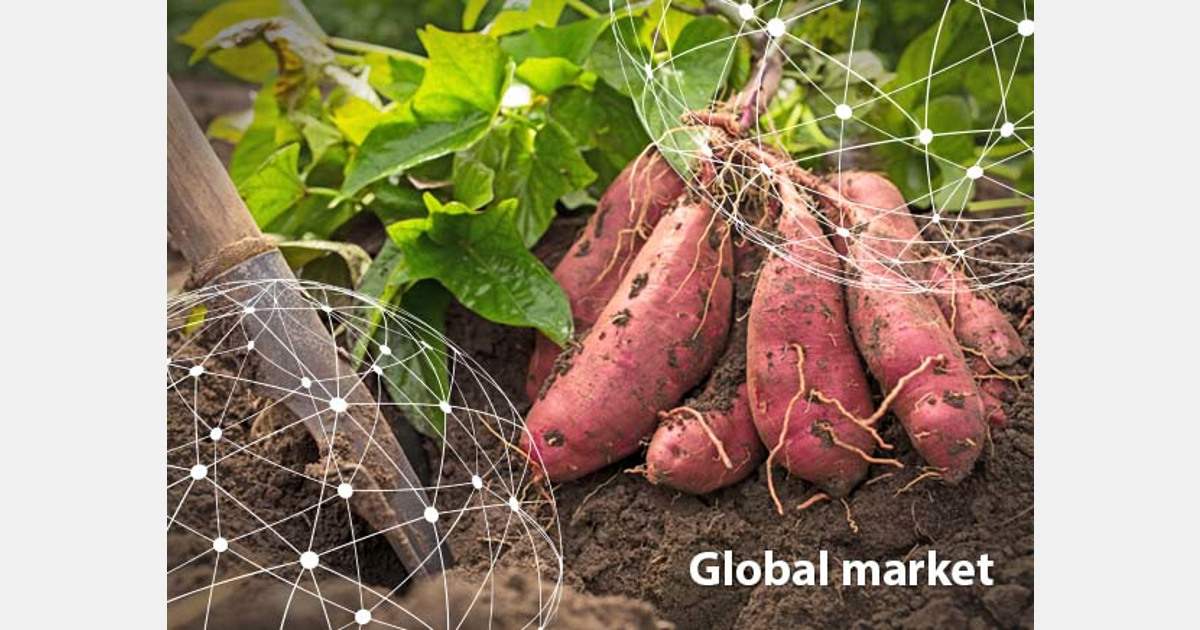 The European market potential for yams