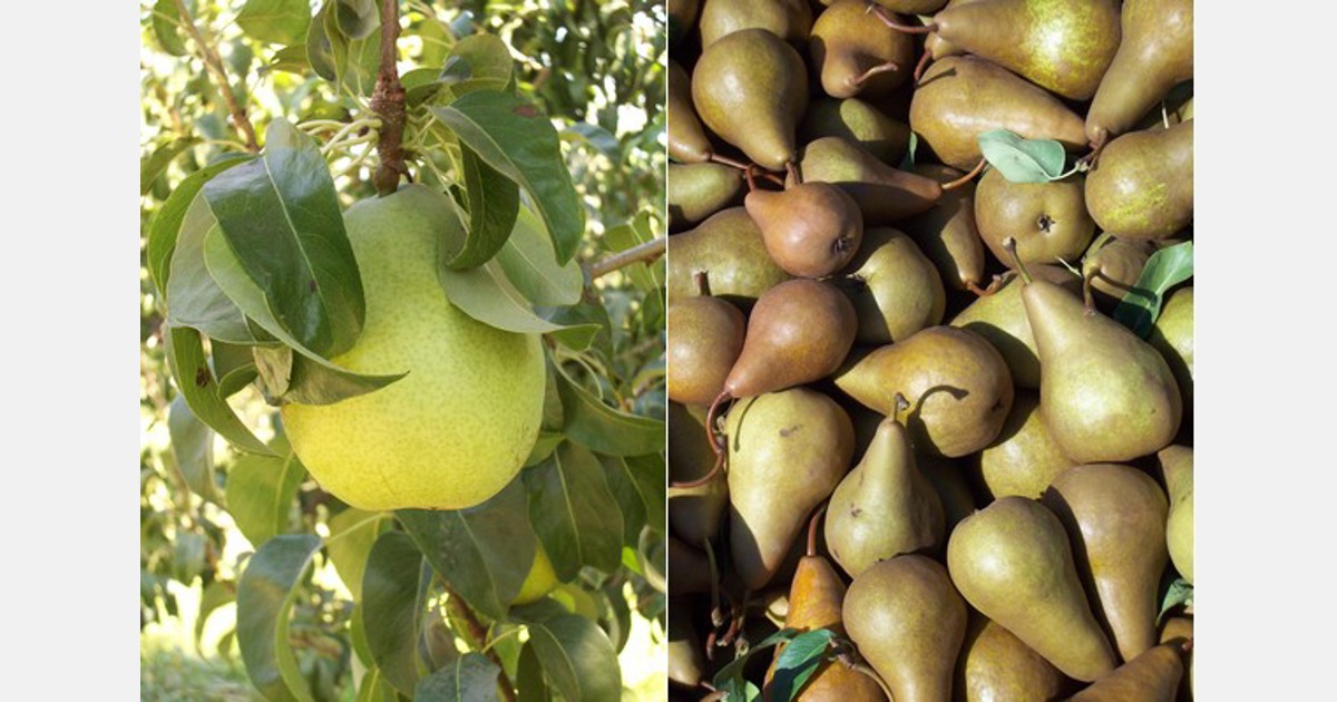 Danjou Pears  The Citrus Tree Fresh Produce Market