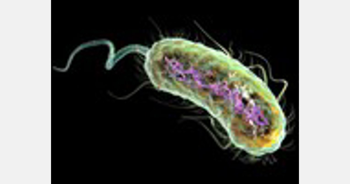 يشتبه في ظهور البصل الربيعي من مصر في تفشي بكتيريا E.  coli في الدنمارك عام 2021
