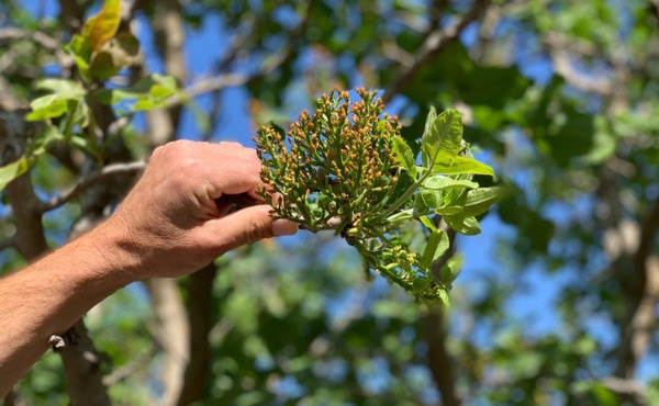 California Is Getting Ready For A Larger 2023 Pistachio Crop   Pistachiobranchedited 