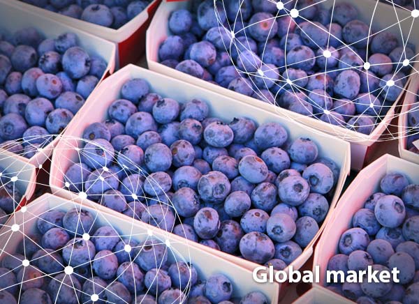 GLOBAL MARKET OVERVIEW BLUEBERRIES