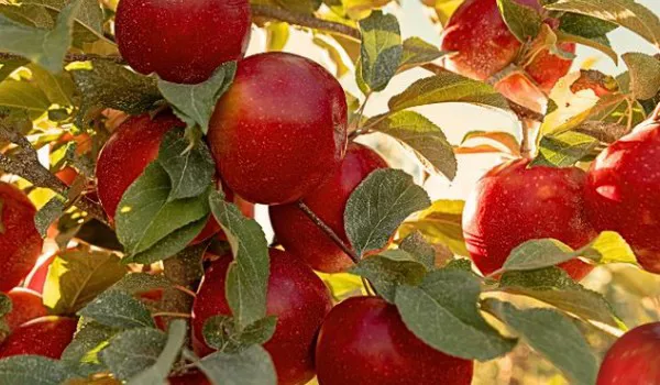 SugarBee® Growers Prepare to Celebrate National SugarBee® Apple