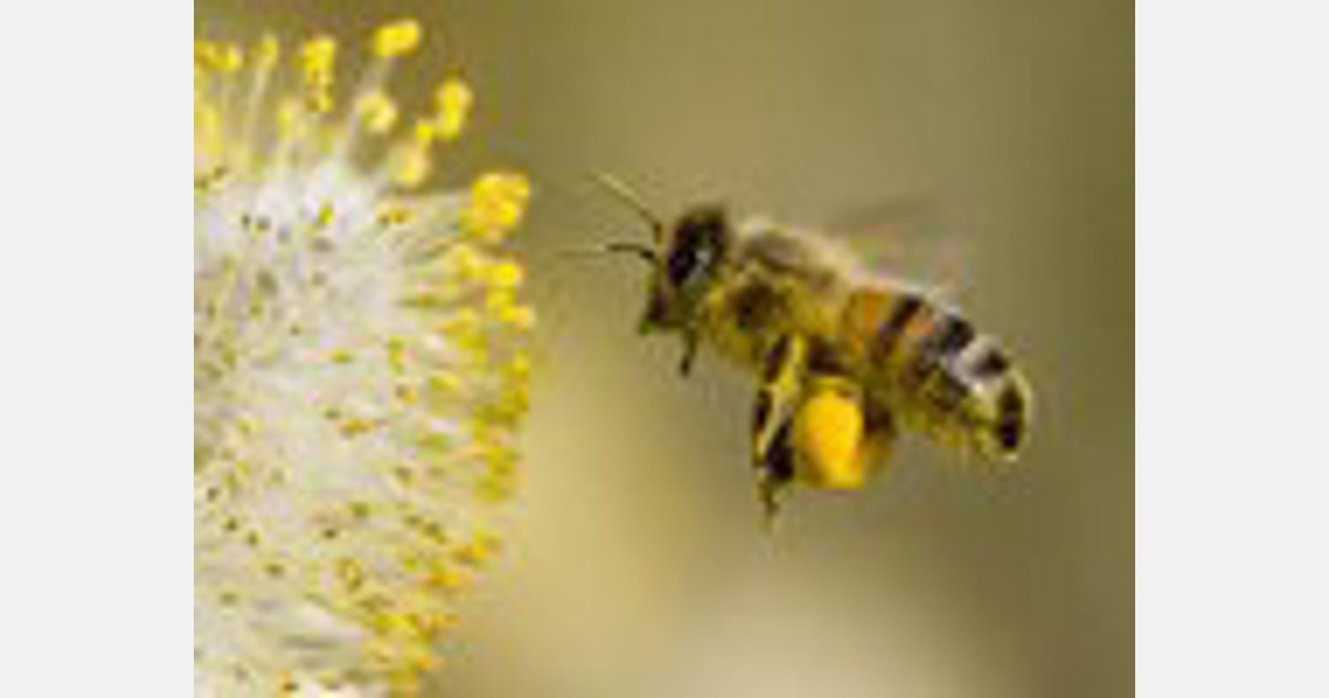 Struggling beekeepers stabilize U.S. honeybee population after