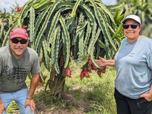 Late, but plentiful, dragon fruit supply from Florida