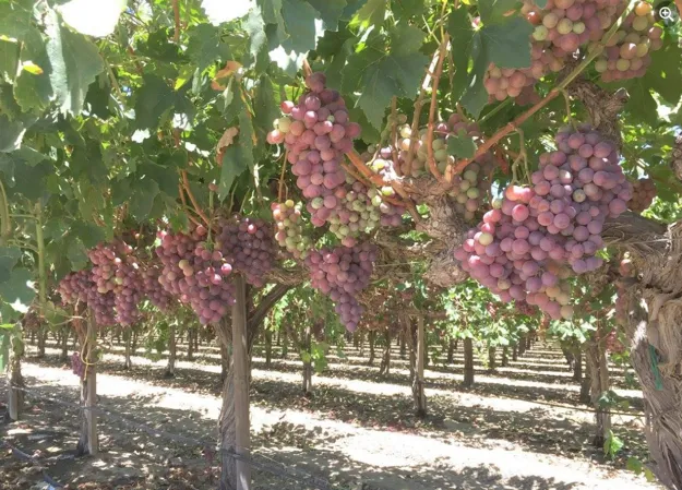 Grapes, Seedless — Fairless Hills Produce Center