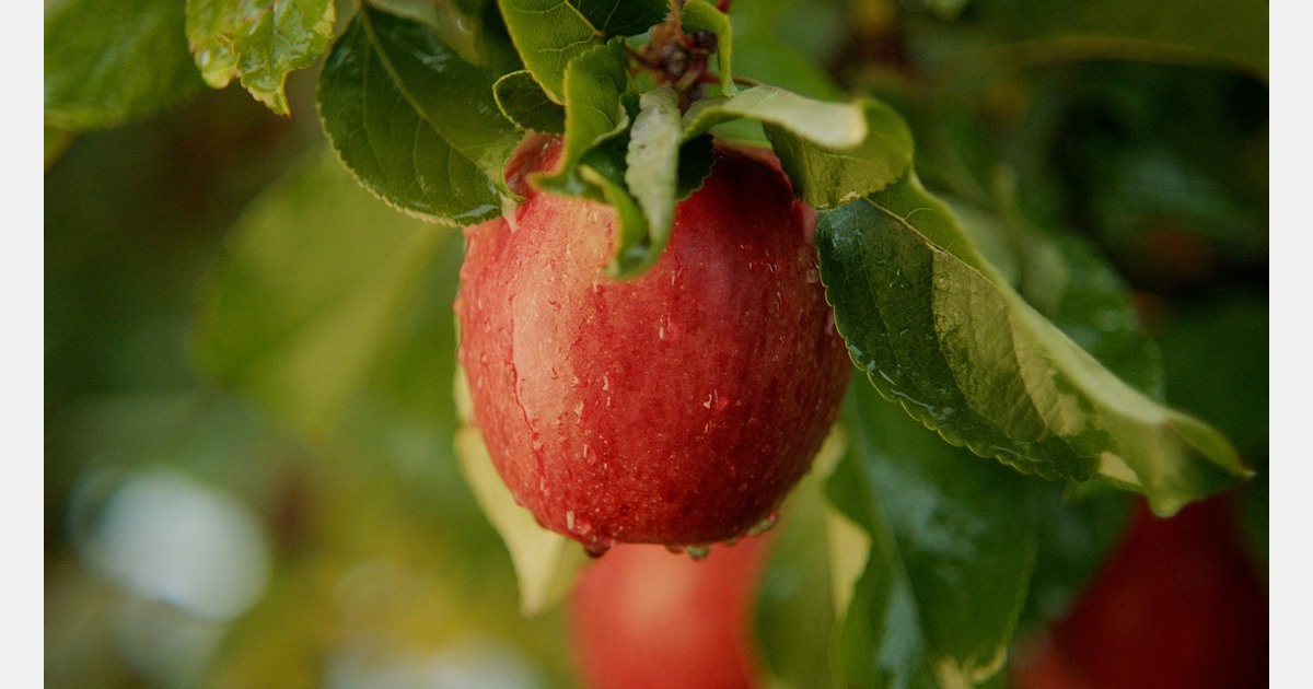 Australian envy™ apple harvest delivers an increased volume to meet  consumer demand