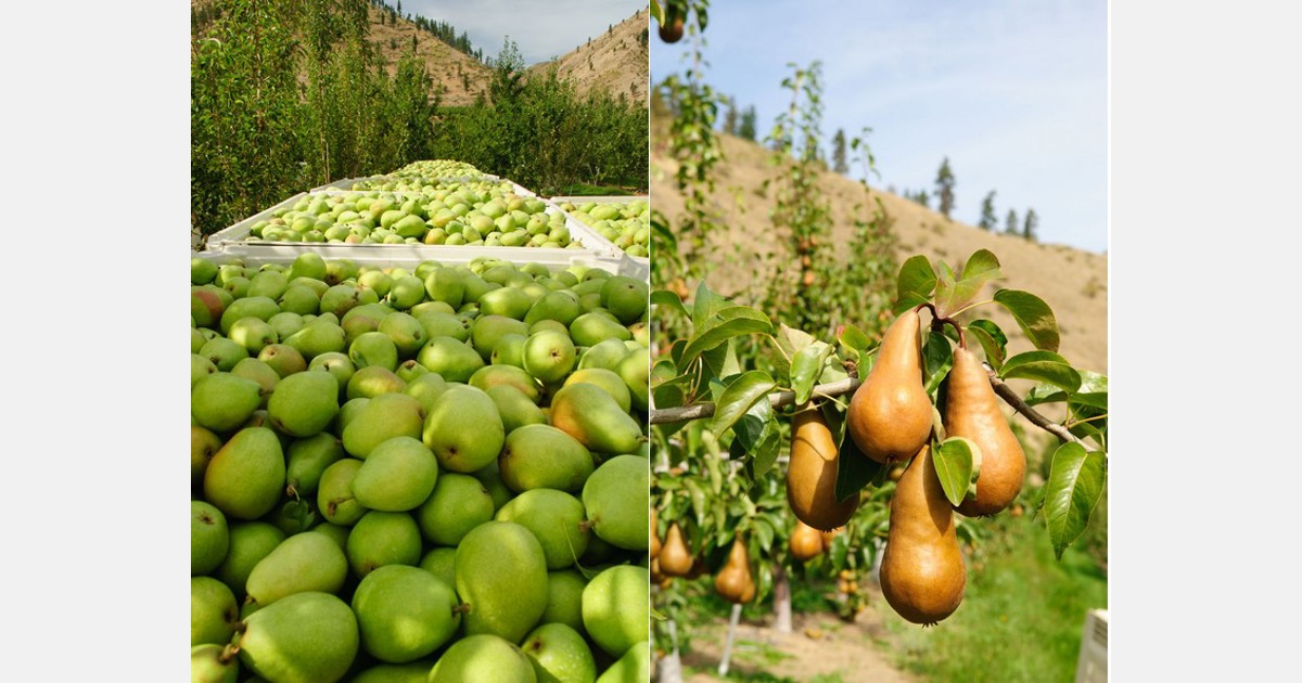 Bosc Pears On Green – JacquelineCornette