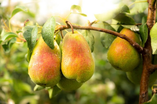 Bosc Pears - Organic Bosc Pears - Washington Pear Growers