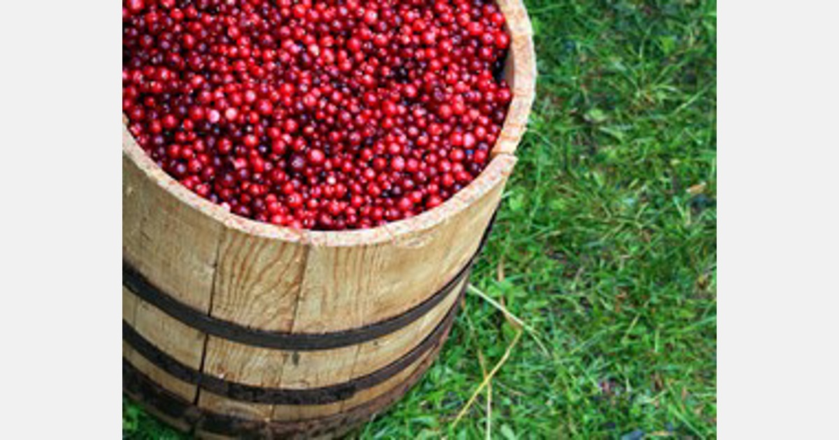 Fun facts about cranberries: Wisconsin is the world's top producer