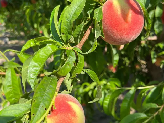 Peaches – hmcfarms