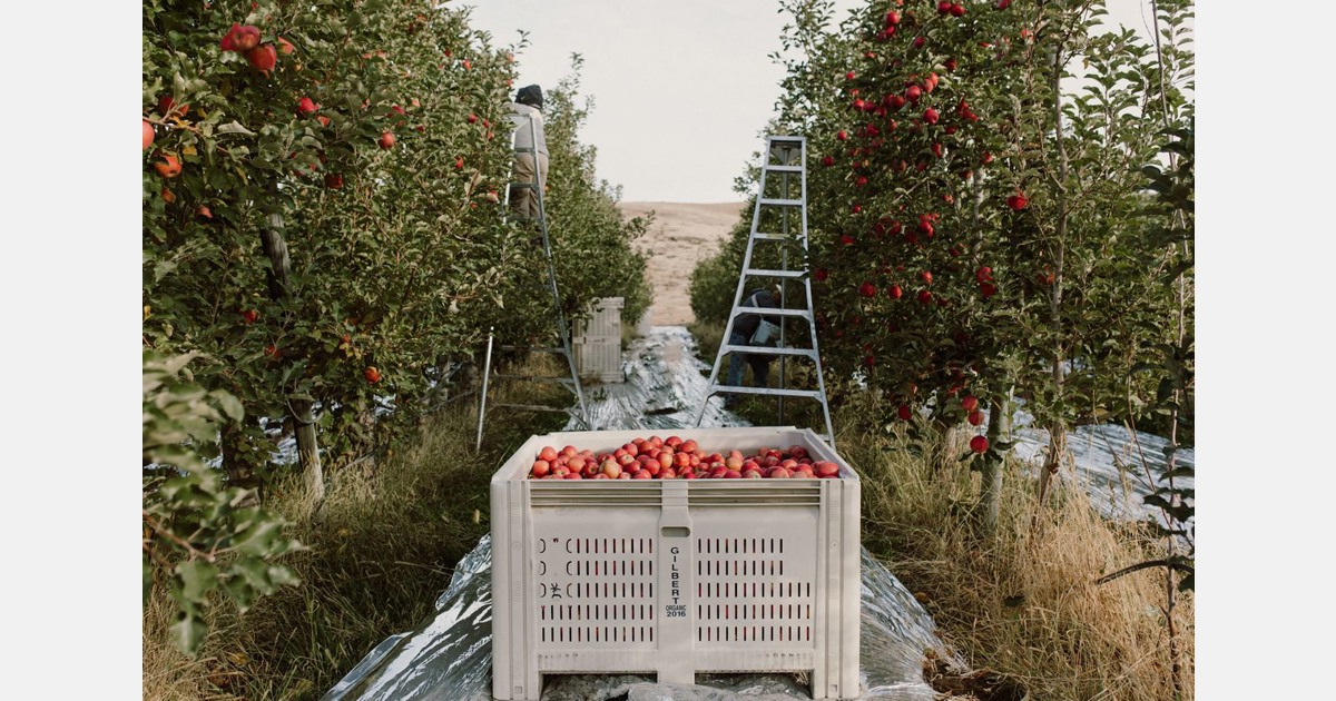 Washington Expects Record 2023 Organic Apple Crop