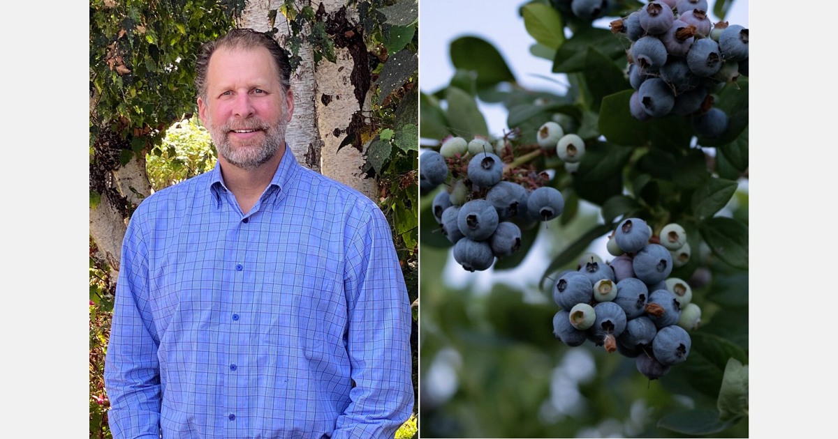 Chilean blueberries coming to fore as Peru winds down