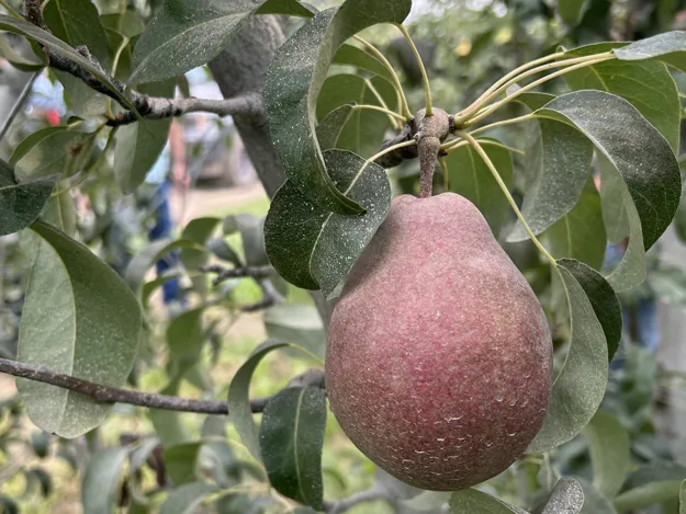 1 lb Organic Bartlett Pear - DAL Farm