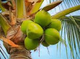 Sri Lanka S Coconut Exports Seen To Have Numerous Opportunities   And 