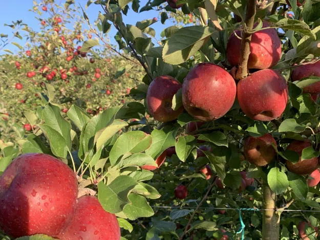 Get Organic Washington Fuji Apples Delivered