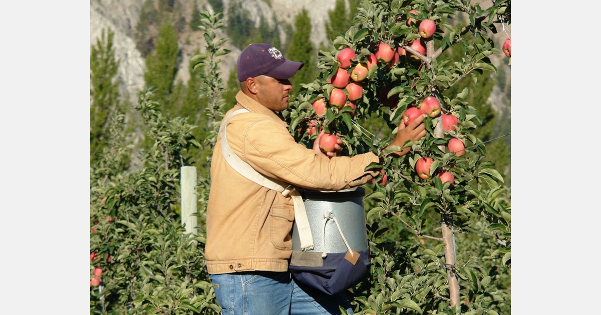 Washington's organic apple acreage grew 37 percent - Good Fruit Grower