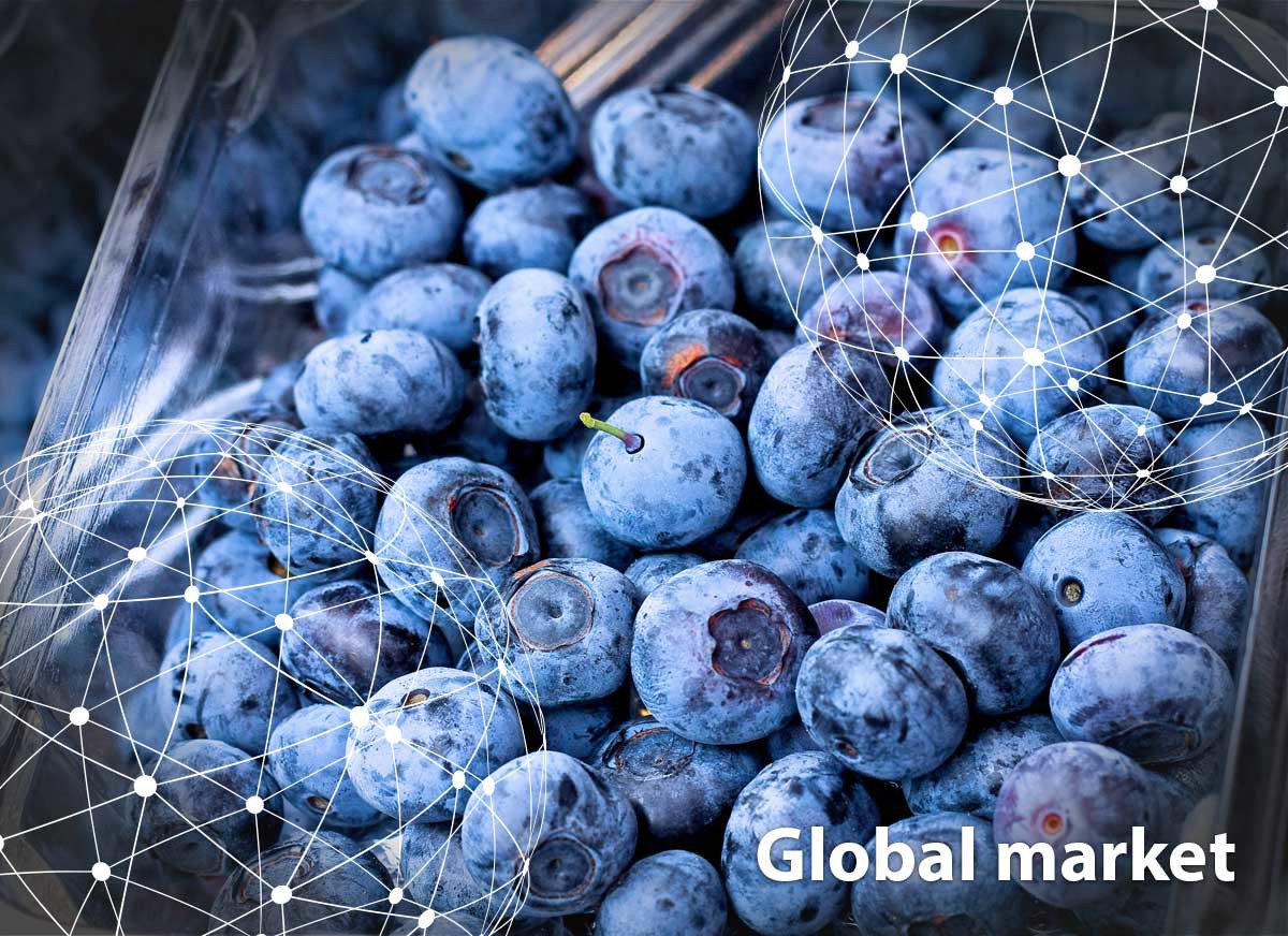 GLOBAL MARKET OVERVIEW BLUEBERRIES