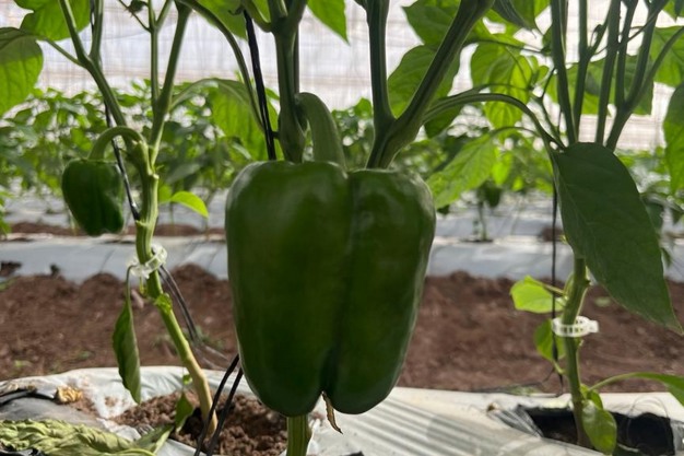 Green Bell Peppers-1/2 bushel - HomeGrown Direct, LLC