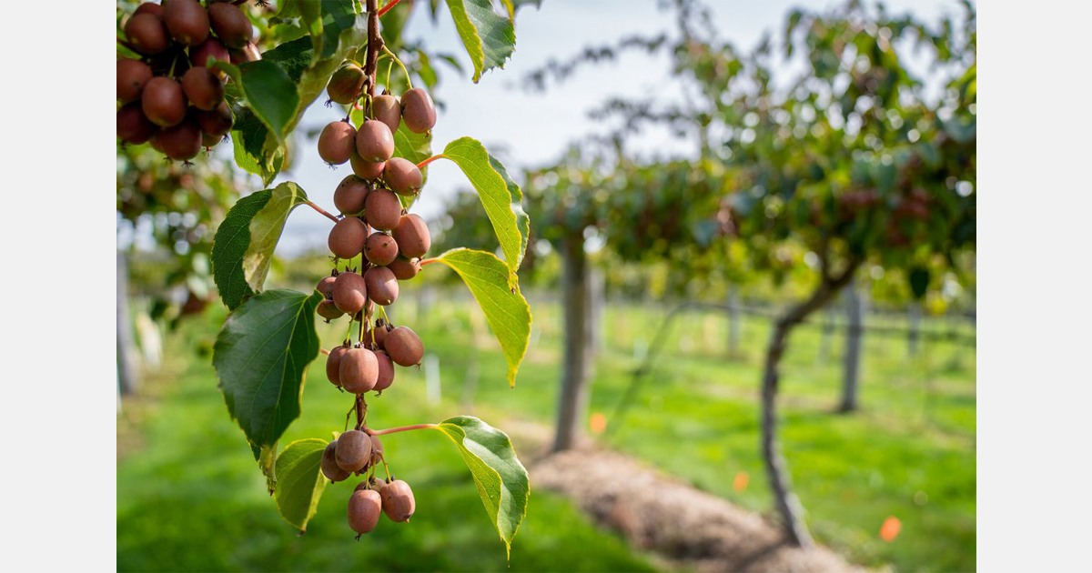 Testing kiwiberry varieties on commercial farms from New Hampshire to Maryland