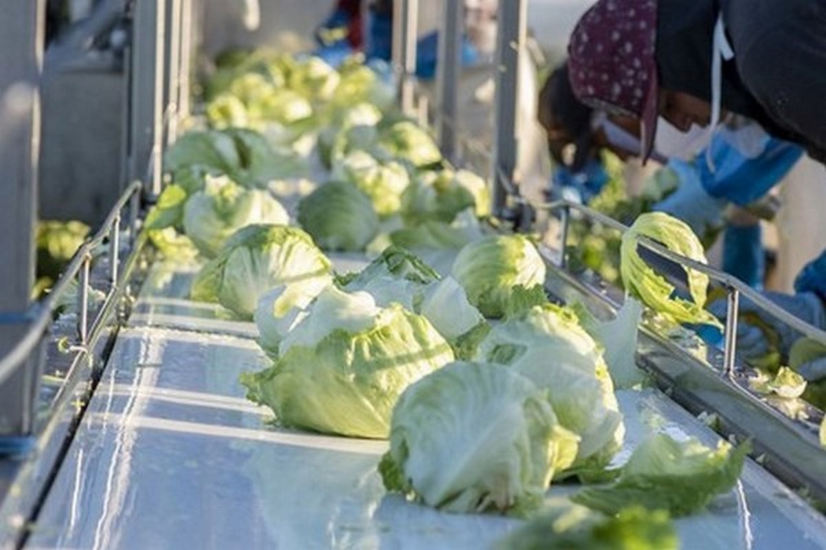 Looking Ahead At Foodservice In 2024   Foodservicelettucedited 