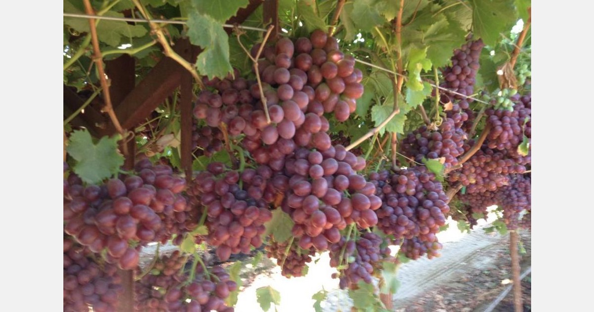 California still has good organic grapes to ship