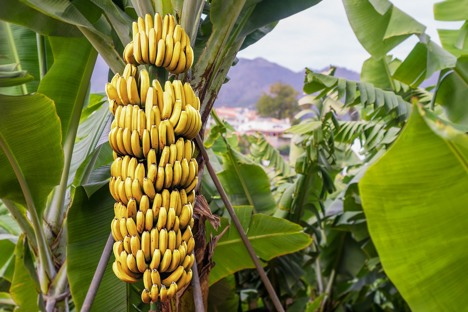 Fresh Del Monte Aims to Sell Fairtrade Certified Organic Bananas in the  U.S.