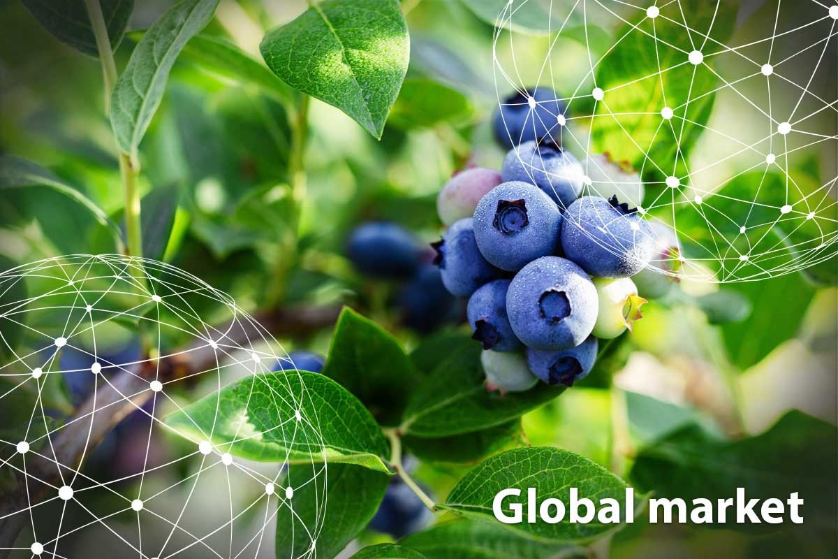 GLOBAL MARKET OVERVIEW BLUEBERRIES