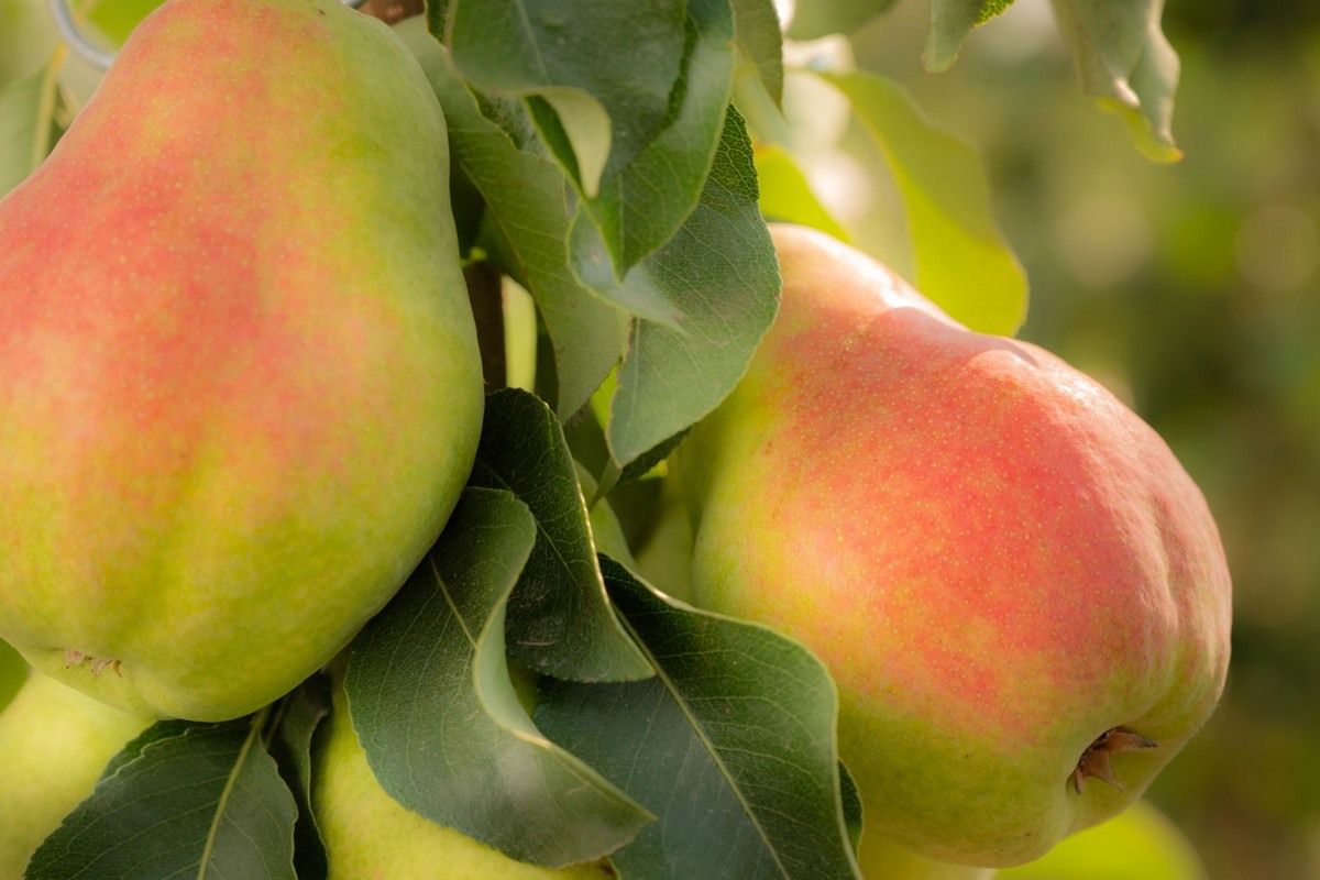 Licensed Pear Variety Launching Soon In The Canadian Market   Pearedited 