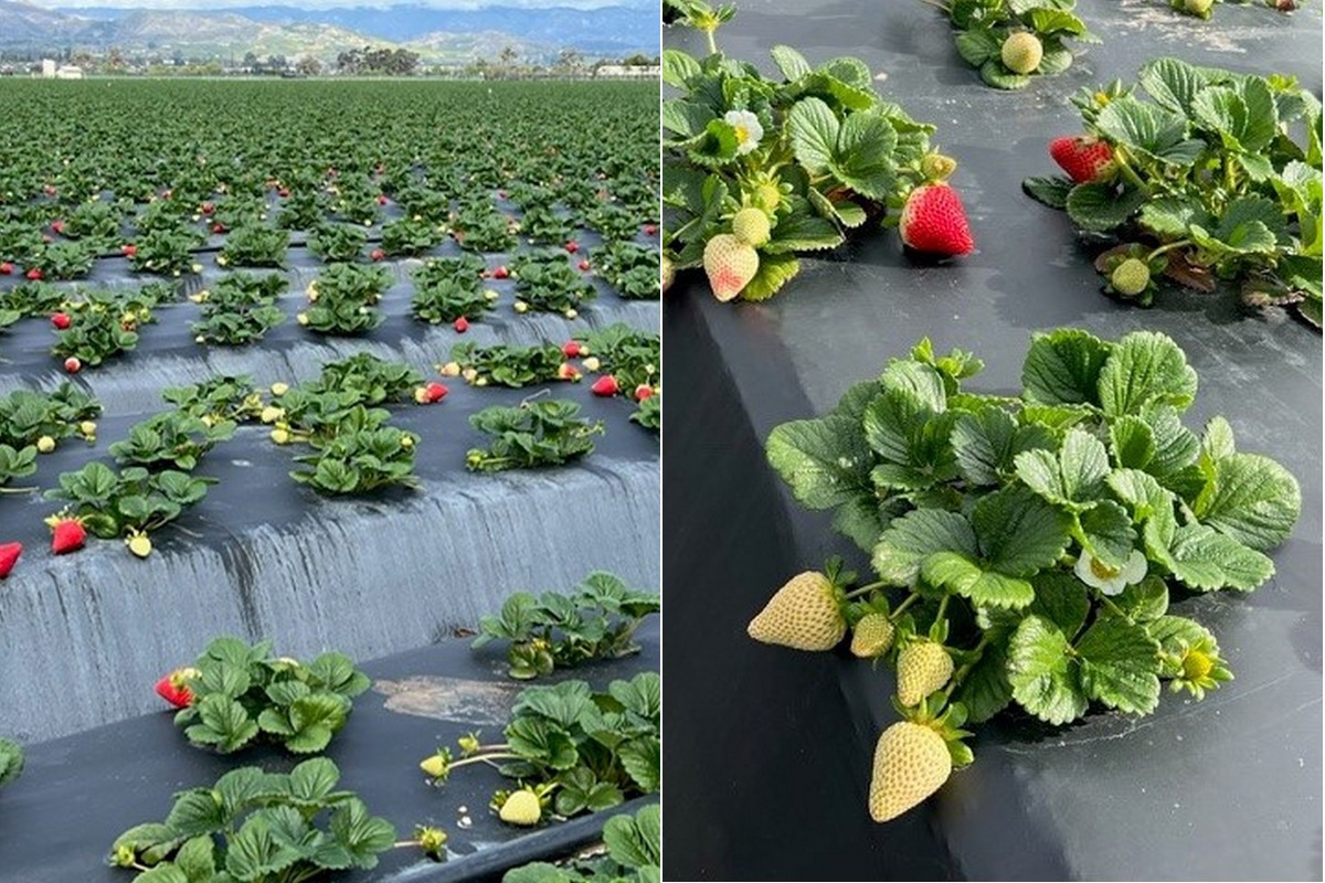 Better Outlook For 2024 California Strawberry Season   Bobaluoxnardedited 