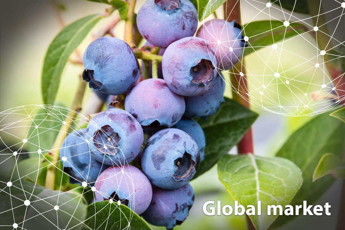 GLOBAL MARKET OVERVIEW BLUEBERRIES