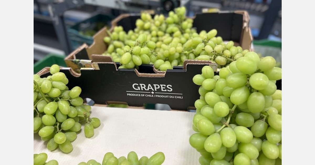 Chile exporta nuevas variedades de uvas