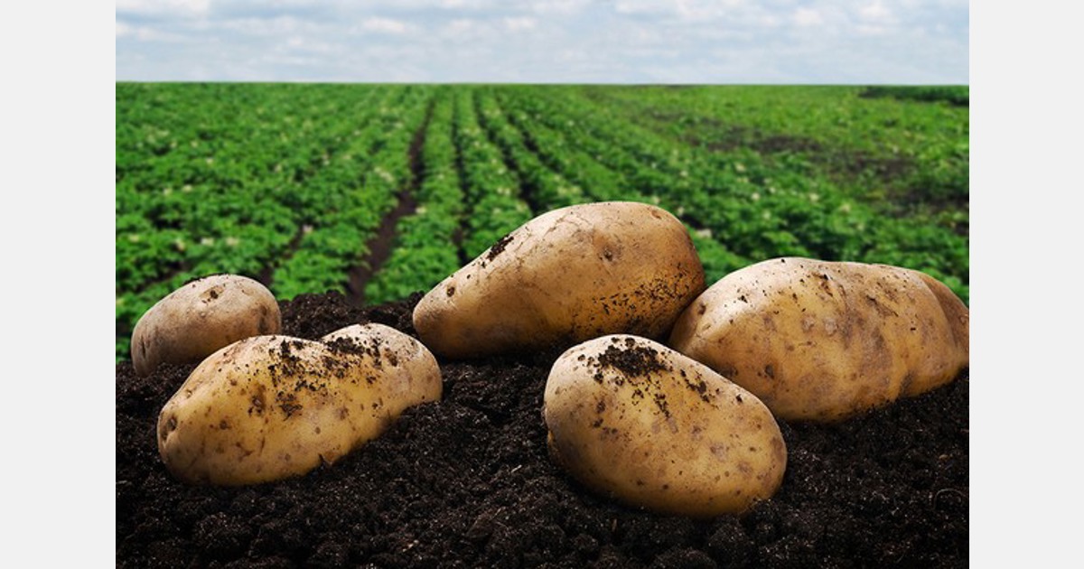 Scottish potato planting season characterized by sporadic activity