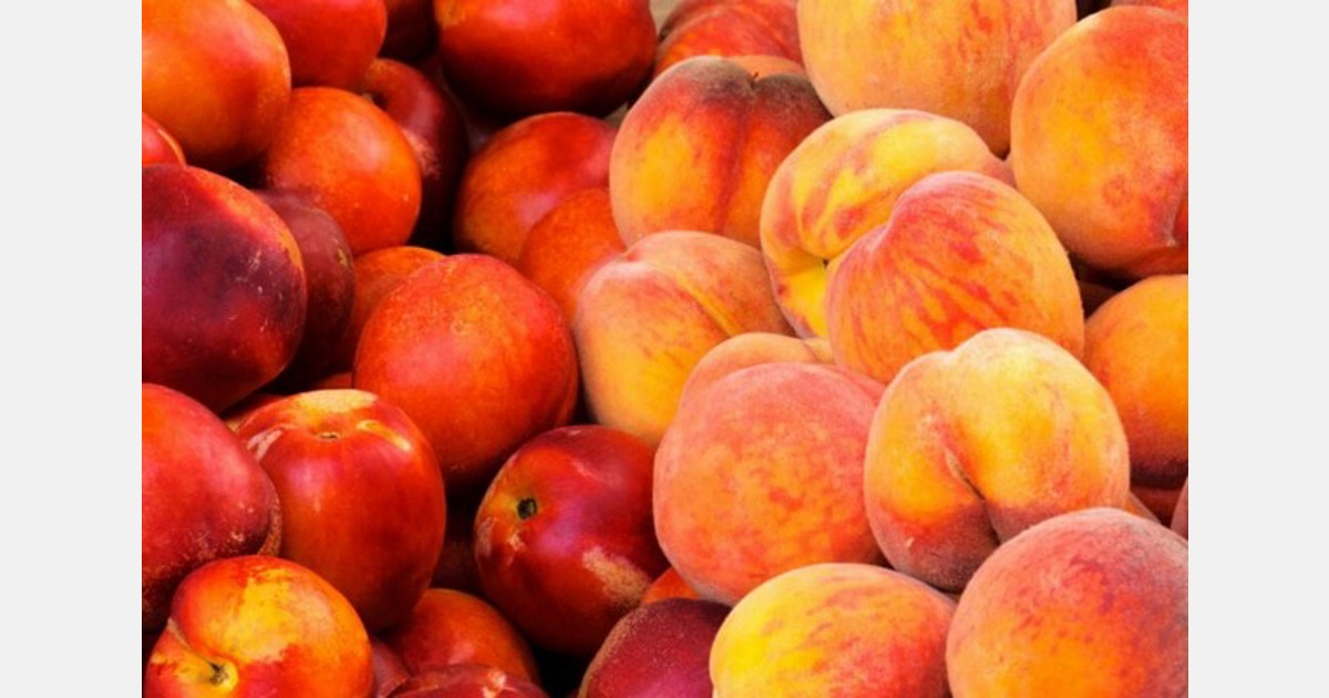 Turkey’s peach and nectarine exports see a significant increase
